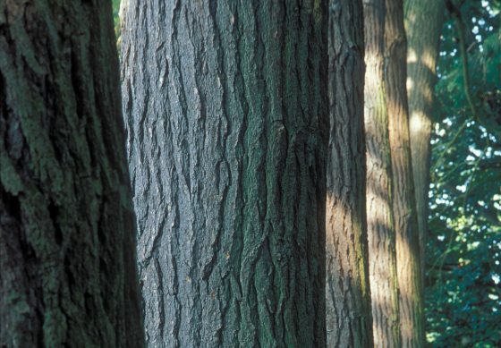 image of multiple trees lined up with sun rays peaking through