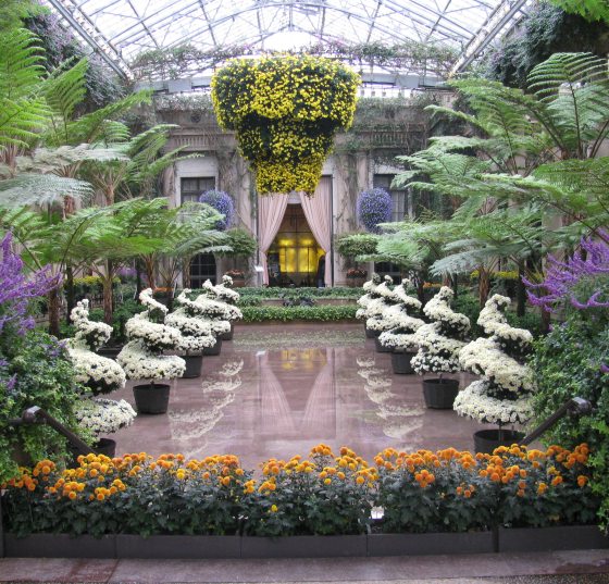 A wide view of our chrysanthemum festival