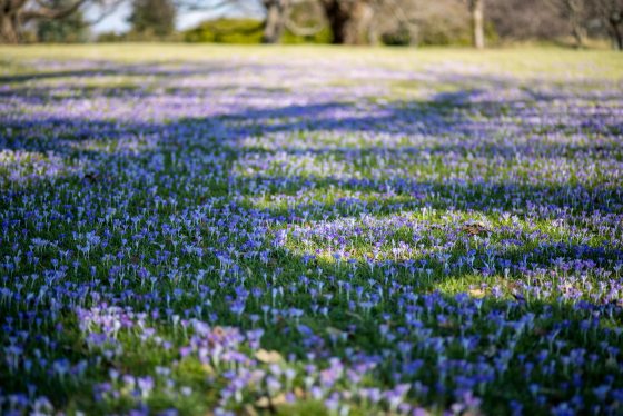 a field of small, blue flowers 