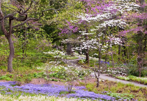 trees and flowers in bloom in Peirce's Woods with pink, white and purple colors