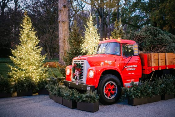 A vintage red pick up truck holding several evergreen trees in the bed. 