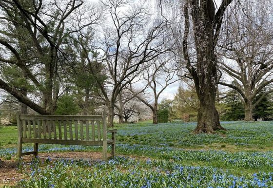 landscape of knoll trees with a bench in spring