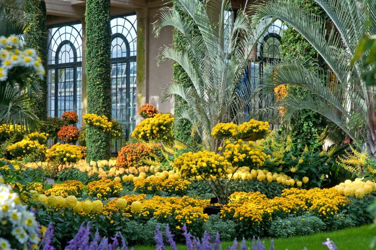 yellow and orange chrysanthemums surrounded by green vegetation 