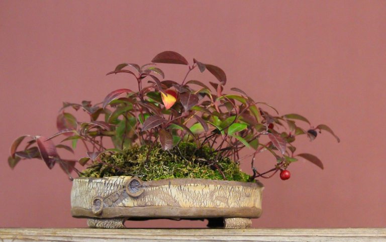 A potted plant in a beige rectangular pot, set against a mauve wall.