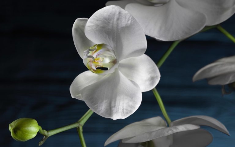 A white orchid set against a black backdrop.