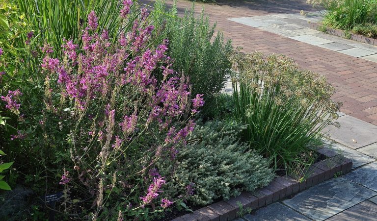 A herb garden in full bloom. 