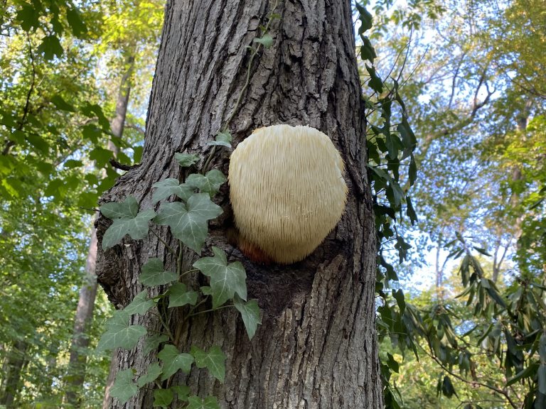 Lion's mane mushroom growing from tree trunk 