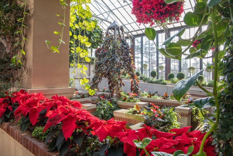 A whimsical display of plants along a pyramid structure behind a row of red poinsettas