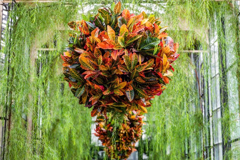 Pink, yellow, red, and green hanging baskets of plants hang along a long hallway filled with cinnamon wattle under glass in a Conservatory