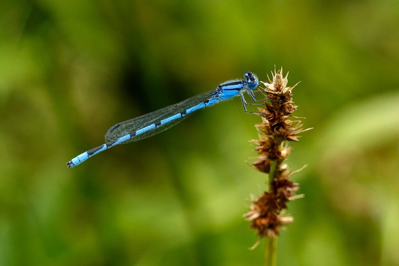 A long tin blue insect hovers mid-air next to a brown prickly plant