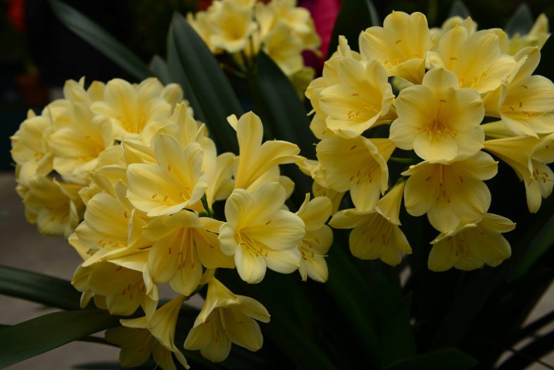 Close up of bright yellow clivia