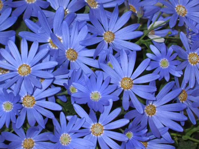 Close up of purple cineraria