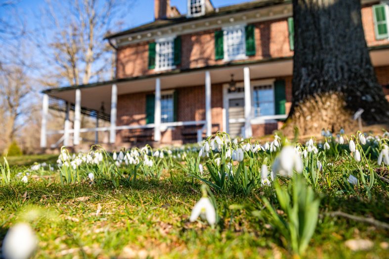 A brick house is seen behind flowering white crocus over a green field