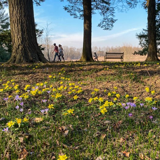 Two people walk along a path along a line of trees with a grassy area of purple and yellow flowers in the foreground