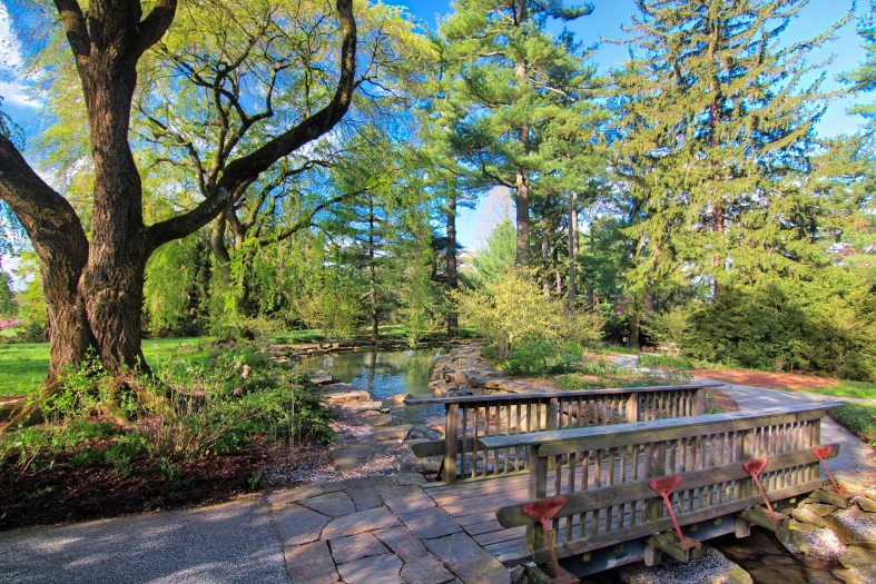 A wooden bridge stands in front of a line of large green trees