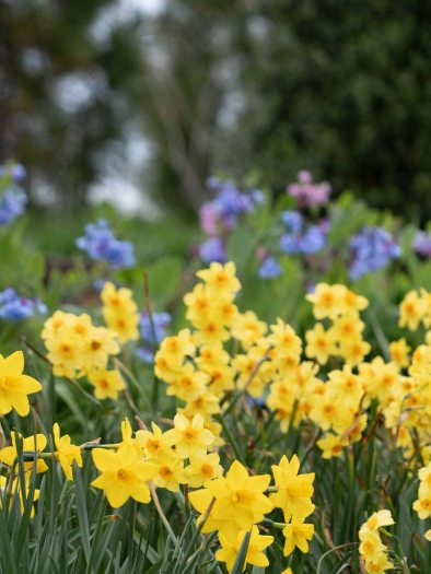 Small yellow flower bloom up in green grass in front of small purple flowers 