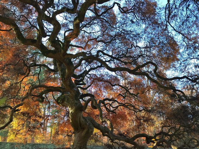 A tall tree with many twisting and arching branches with orange and yellow leaves