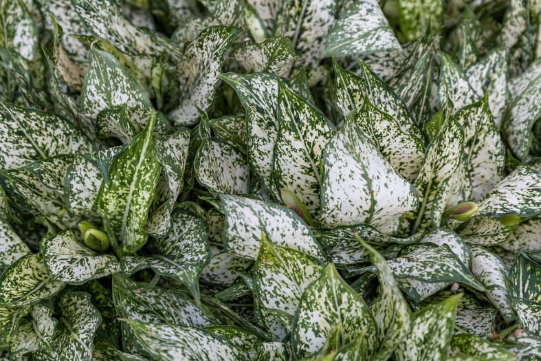 Close-up of a green and white leafy plant in the Silver Garden