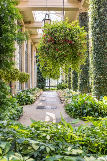 Looking through an opening surrounded by green plants, a long walkway with very large green hanging plants above