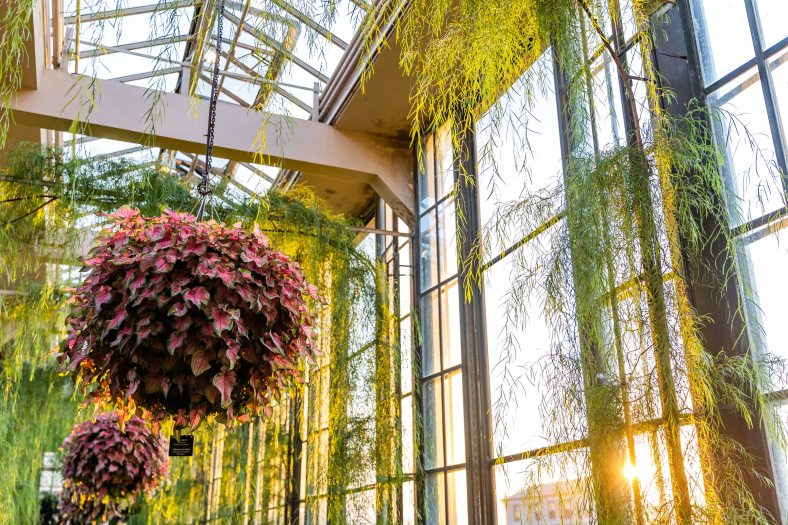 Sun streams through a glass window into a long hallway with pink hanging baskets