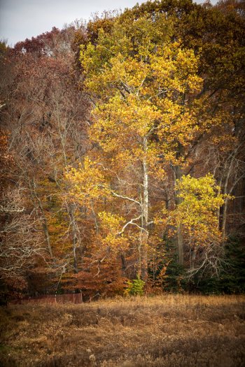 A large yellow tree towers over a meadow garden