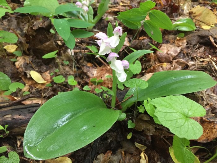 Two white orchid blooms appear to float over two large leaves