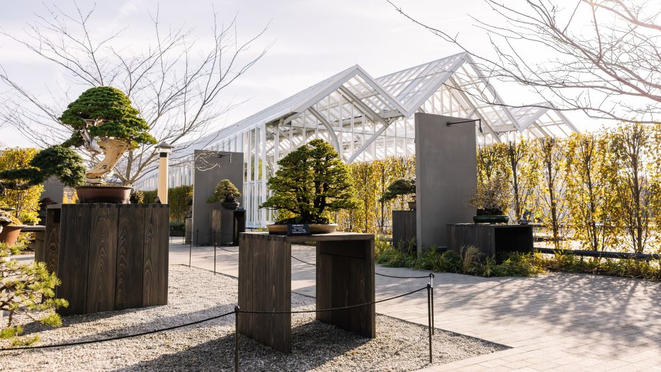 Stately bonsai trees are displayed outdoors atop dark brown wooden stands, with the pointed arches of a large glass conservatory in the background