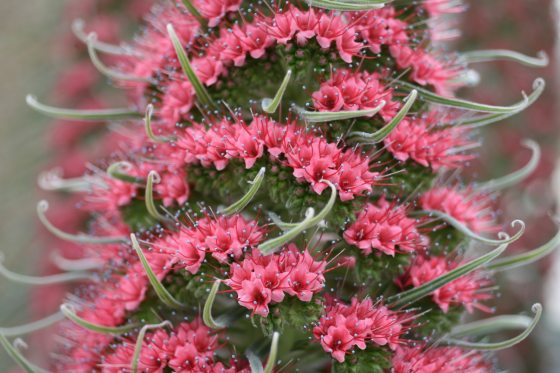 close up of tiny red flowers on a Echium wildpretii