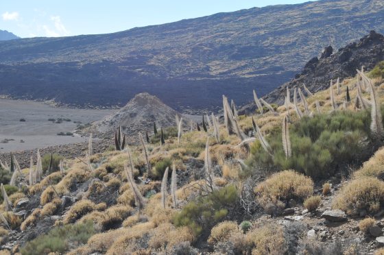 A hill filled with dead Echium wildpretii 