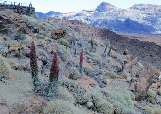 A hill filled with tall and red Echium wildpretii in its natural habitat with mountains in the background 