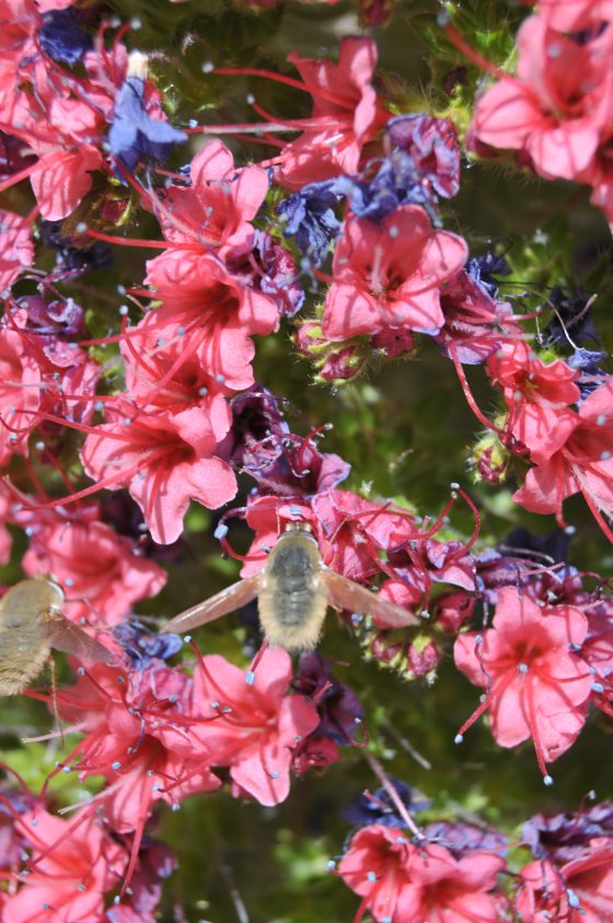 Two bugs sitting on pink and purple flowers 