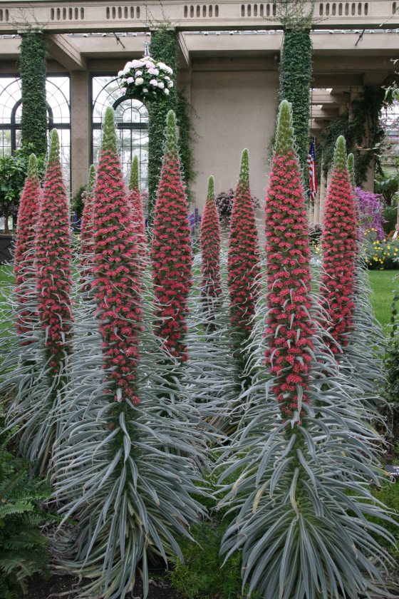 close up of tall and redEchium-wildpretii