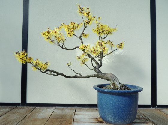 medium sized witch hazel bonsai tree with bright yellow buds