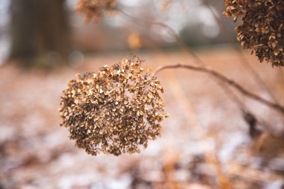 Close up of dried Hydrangea flowers in the winter