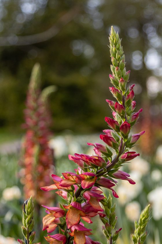 close up of pink foxglove flower