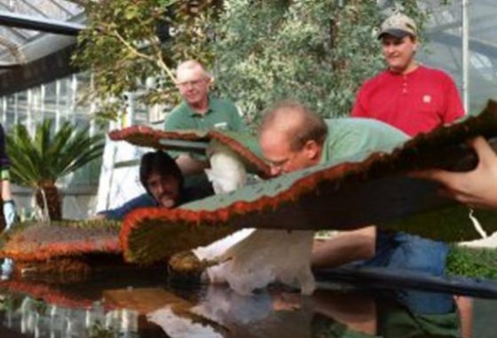 large green water lily being lifted from water 