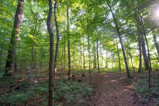 walking trail path of the Forest Walk at Longwood Gardens with sun rays shining through the tall trees