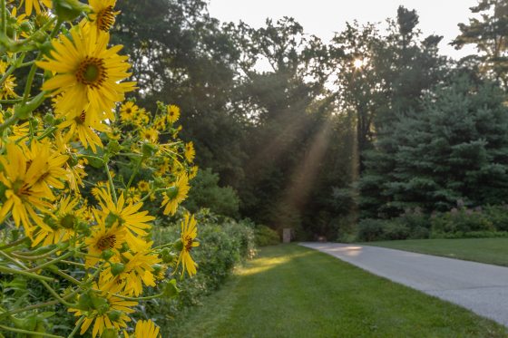 yellow in bloom sunny cup plant flowers alongside the walking path at the Meadow Garden