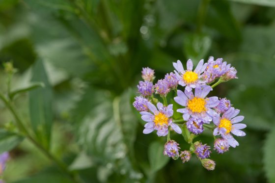 small cluster of flowers in bloom with purple petals and bright yellow in the center with droplets of water on it