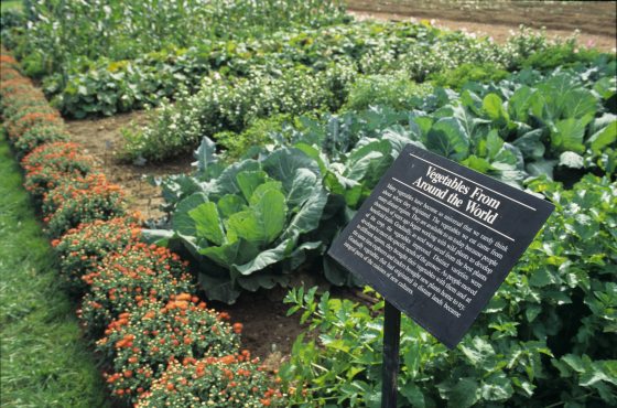 rows of green leafy vegetables in a garden surrounded by plantings of flowers