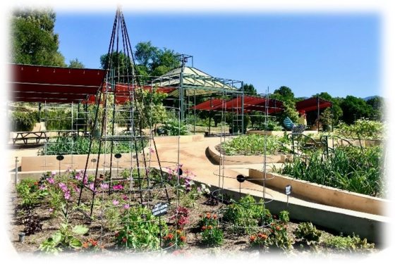 training gardens at The Huntington with raised bed gardens and lots of lattices