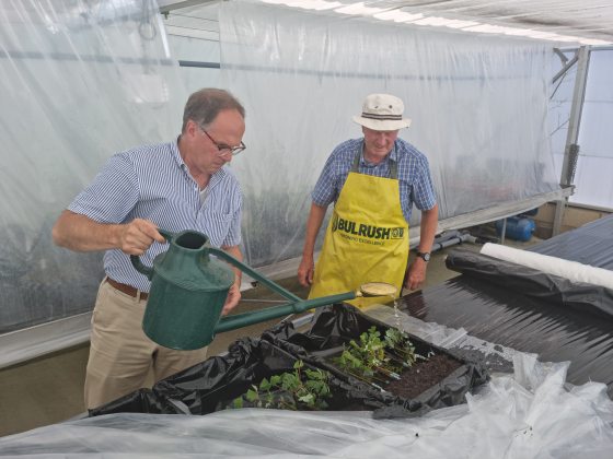 two people watering paperback maple graftings in a black tray