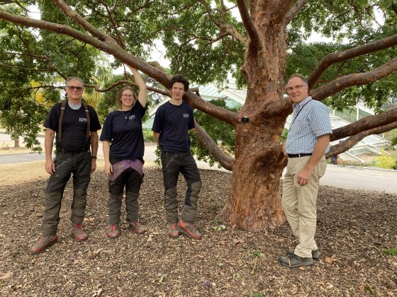 three people in black shirts standing in front of a paperback maple tree and one person in white plaid shirt on their right