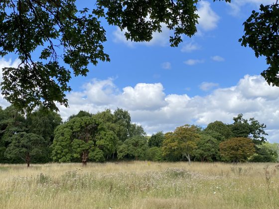 wide photo of several paperback maple trees in a meadow