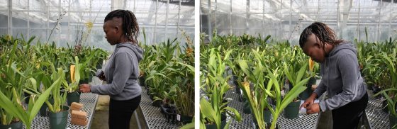 two photos of a person putting barcodes on orchids