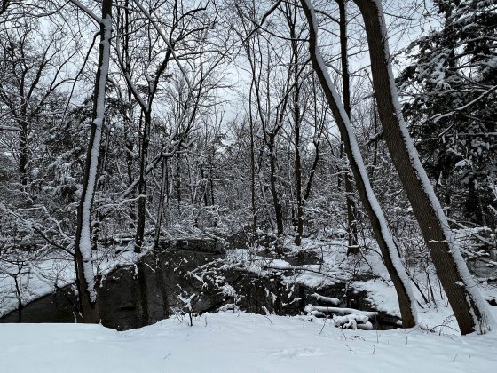 A view of a forest covered in snow. 