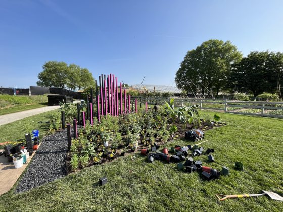 A garden bed filled with new plantings and pink posts in a variety of heights at the center of the bed.