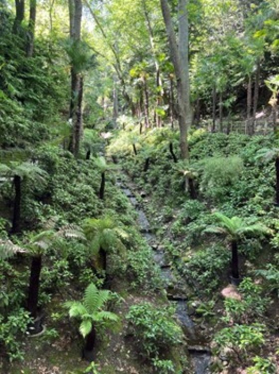 Tree ferns planted in a valley in Italy.