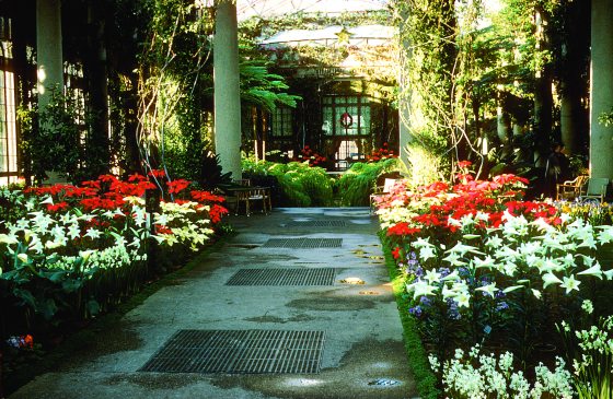 A vintage photo of the Longwood Gardens conservatory at Christmas time.