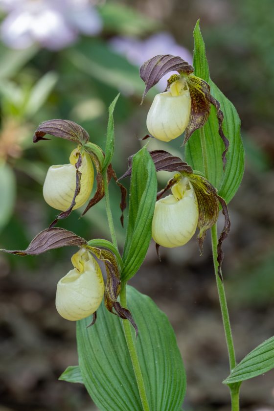 Four lady slipper orchids with yellow blooms.